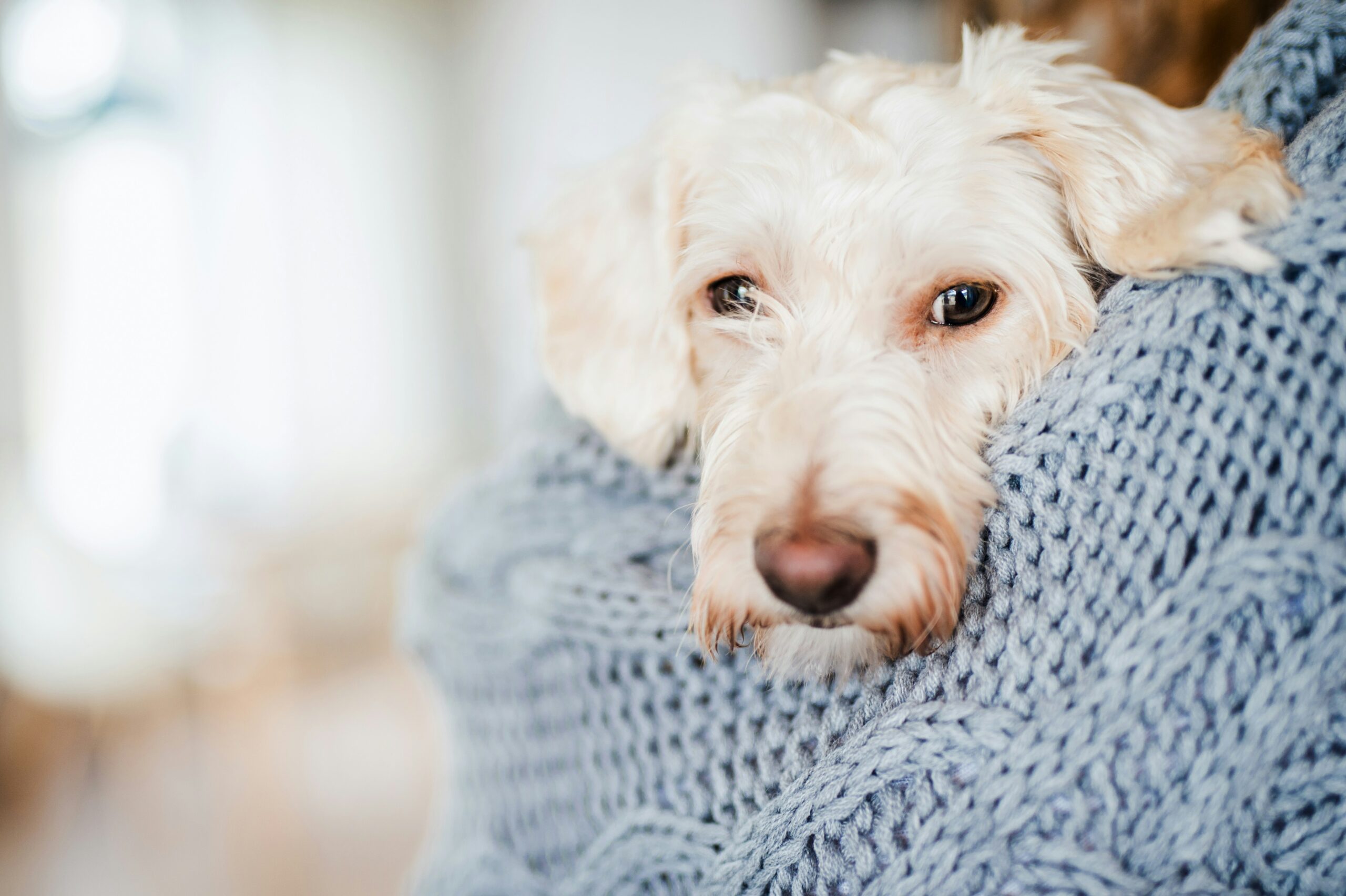 Understanding and Preventing Separation Anxiety in Pets