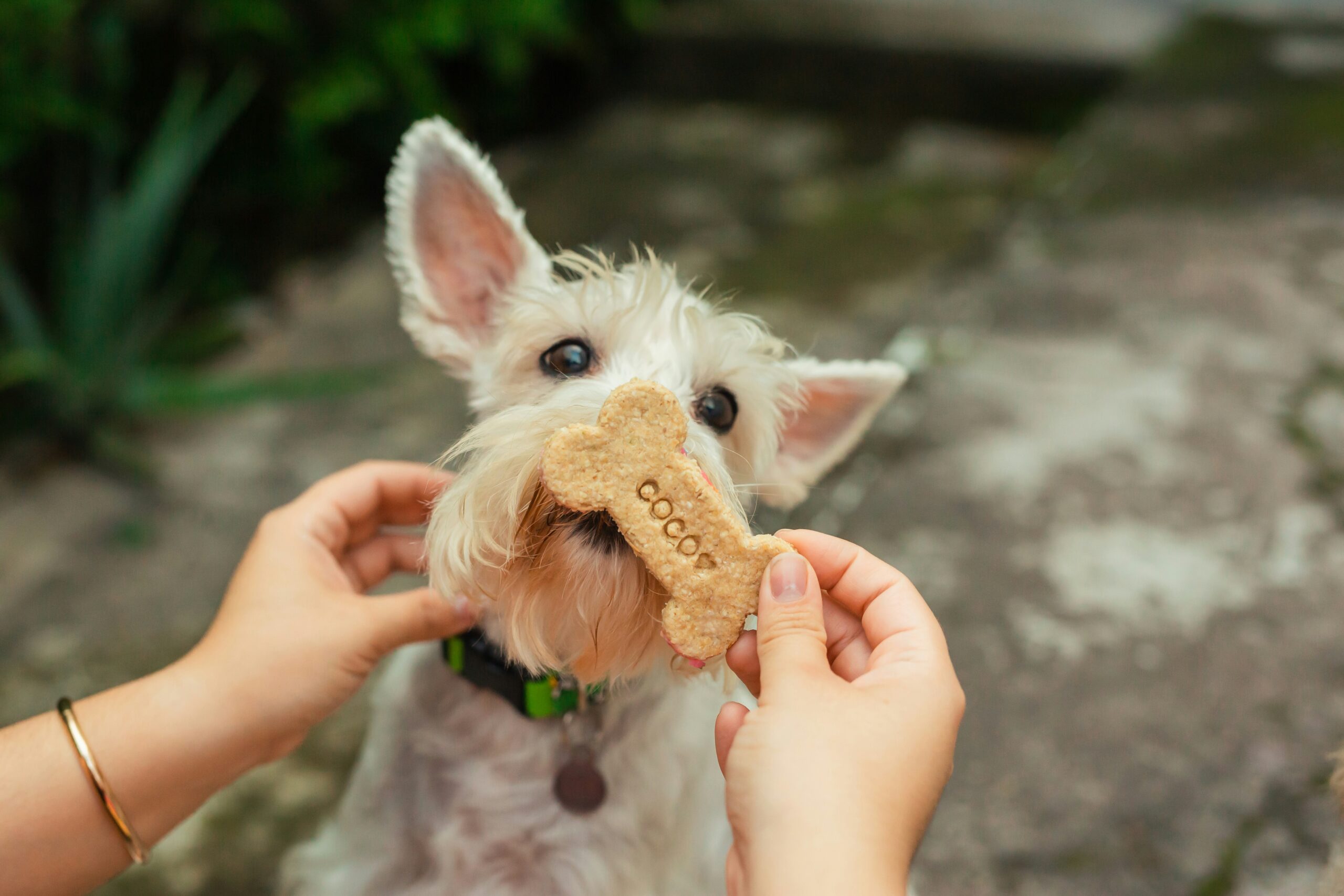 Understanding Pet Food Labels: What You Need to Know