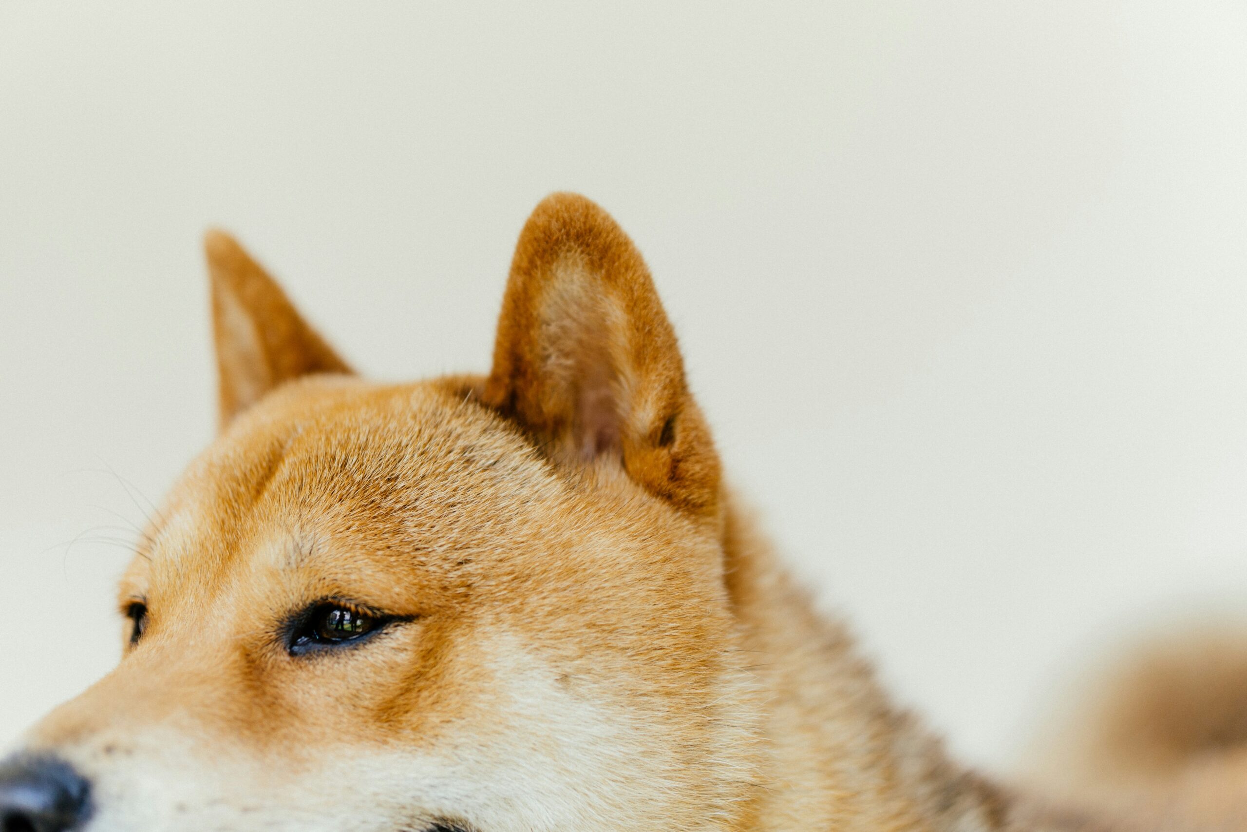 Decoding Your Pet’s Body Language: What They’re Really Saying