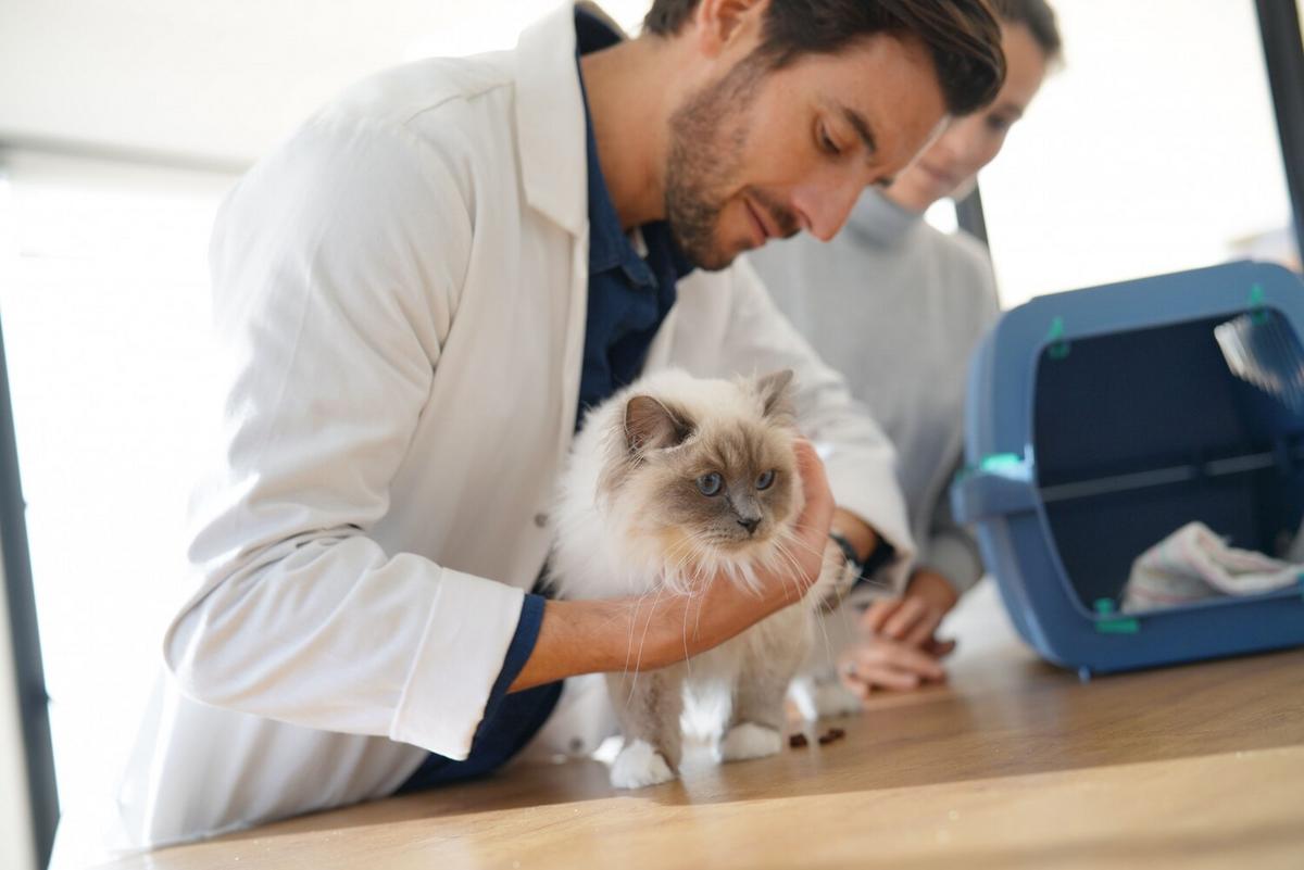 The Benefits of Regular Vet Check-ups