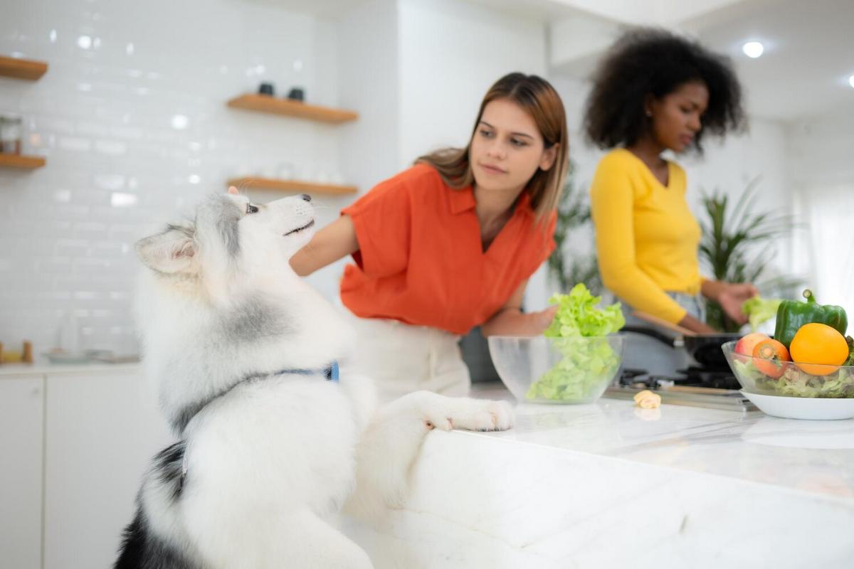 Nutrition Tips for Pets with Allergies
