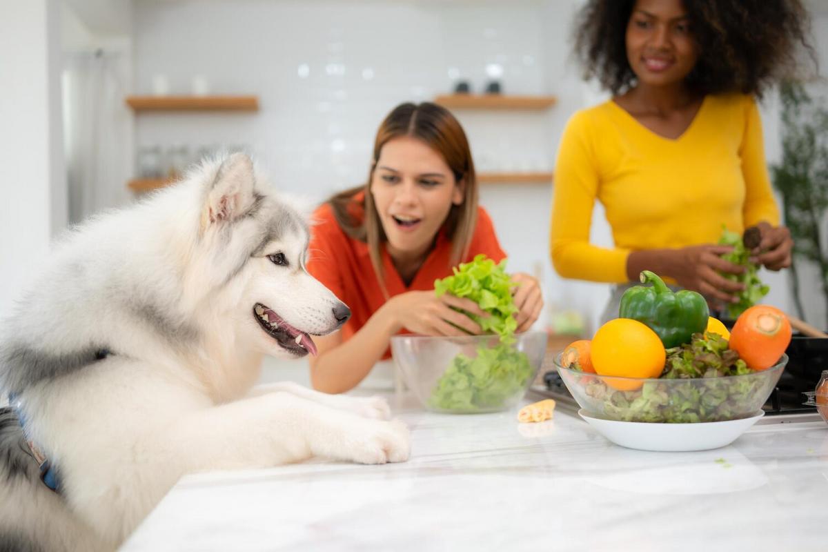 The Impact of Nutrition on Your Pet’s Behavior